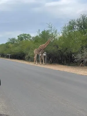 a giraffe standing on the side of a road at Numida Rus in Marloth Park