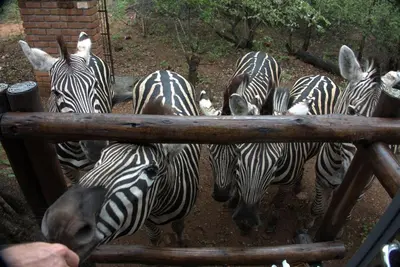 a group of zebras standing next to a fence at Marty's Rest in Marloth Park