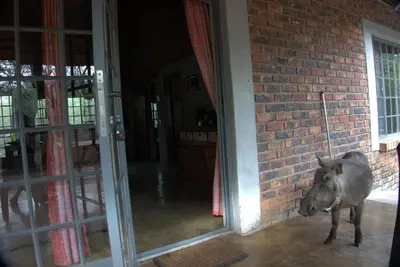 a pig standing next to a brick wall at Marty's Rest in Marloth Park