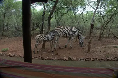 two zebras standing next to each other in the woods at Marty's Rest in Marloth Park