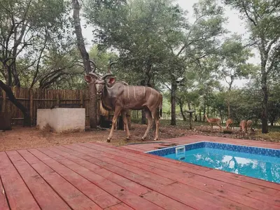 a statue of a deer standing next to a pool at HUIS ASEM in Marloth Park