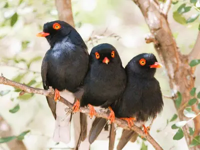 three black birds sitting on a tree branch at Elephant Memories Glamping Safari Tents and more in Marloth Park