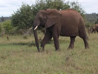 an elephant walking through a field of grass at Elephant Memories Glamping Safari Tents and more in Marloth Park