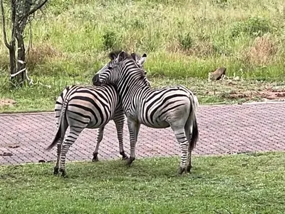 two zebras are standing next to each other at Jade Mountain Cottage \u7389\u5c71\u5c0f\u5c4b in White River