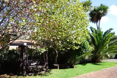 a tree in a yard with a bench under it at Pennylane Guest House in Ermelo