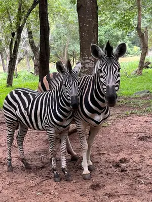 two zebras standing next to each other on a dirt road at Blyde River Studio Units - bottom unit in Hoedspruit