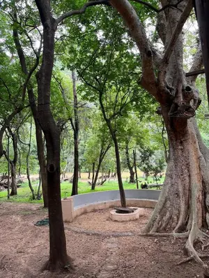 a group of trees in a park at Blyde River Studio Units - bottom unit in Hoedspruit