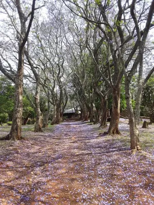 a path through a forest of trees with leaves on the ground at Faith Cabin in Waterval-Onder