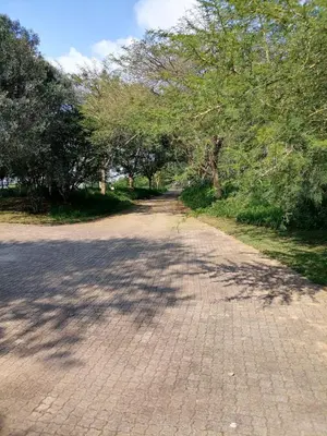an empty road with trees on the sides of it at Shingalana Cottages in White River