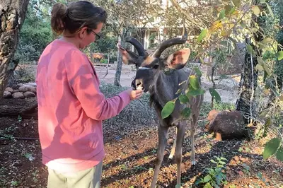 a woman standing next to a deer eating leaves at Melamar Estate in Marloth Park