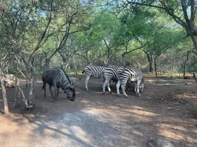 a group of zebras grazing in a field at African Vibes in Marloth Park
