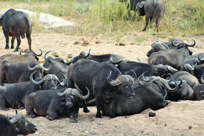 a herd of buffalo laying down in the dirt at Ebony House - Kruger National Park in Hectorspruit