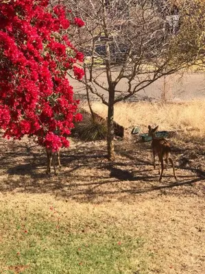 a deer standing next to a tree with red flowers at The Yellow House in Brits