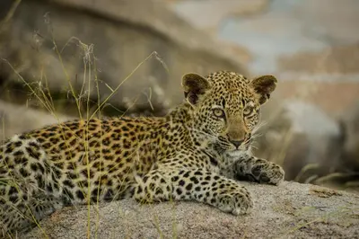 a leopard laying on top of a rock at Lion Sands - Tinga Lodge in Skukuza