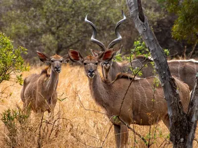 a group of antelopes standing in a field at Zebra Nature Reserve in Cullinan