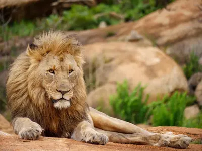 a lion laying down on the ground at Nkomazi Game Reserve by NEWMARK in Badplaas