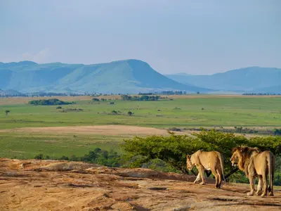 two lions walking on top of a hill at Nkomazi Game Reserve by NEWMARK in Badplaas