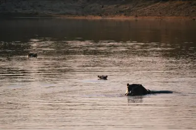 three animals swimming in a body of water at ILANGA Lodge & Game Reserve in Kwarriekraal