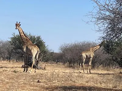 two giraffes standing next to each other in a field at Sabella Bushveld Lodge in Marble Hall