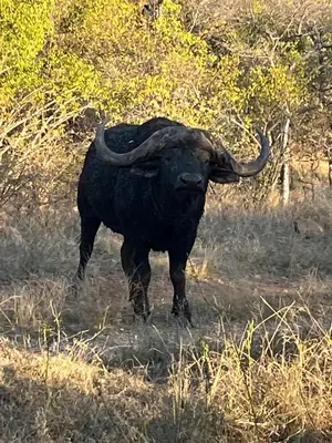 a bull with long horns standing in a field at Sabella Bushveld Lodge in Marble Hall