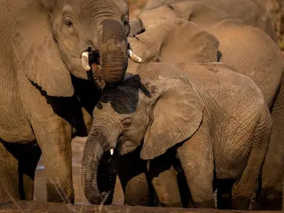 a herd of elephants standing next to each other at Khanya Safari Lodge in Phalaborwa