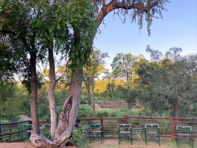 a tree with chairs and tables next to a fence at Khanya Safari Lodge in Phalaborwa