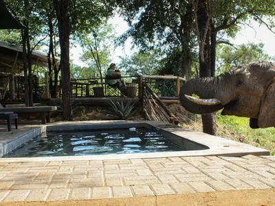 an elephant standing next to a pool of water with its trunk at Khanya Safari Lodge in Phalaborwa