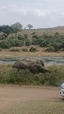two elephants laying in the grass near a body of water at Tswenyane Kruger Riverview Apartments in Marloth Park