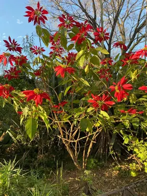 a bush with red flowers in a garden at Pop inn 74 in Midrand