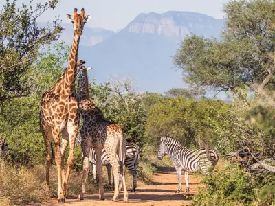 two giraffes and a zebra on a dirt road at Afrikaya Villas in Hoedspruit