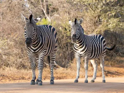 two zebras are standing on a road at Afrikaya Villas in Hoedspruit