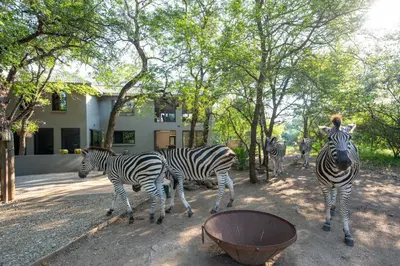a group of zebras walking in front of a building at Nokuthula Bush Retreat in Marloth Park