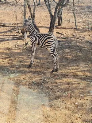 a zebra standing on the ground in a field at marlothpride in Marloth Park