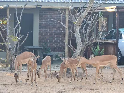 a group of deer standing in front of a building at marlothpride in Marloth Park