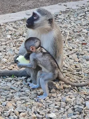 a monkey sitting on the rocks with its baby at marlothpride in Marloth Park