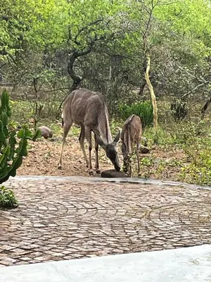 two deer drinking water from a pond on a road at WIFI Luxury holiday villa Zebra's Nest at Kruger in Marloth Park