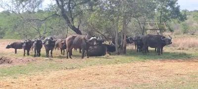 a herd of cattle standing in a field at Casa de la Presa 6 in Polokwane