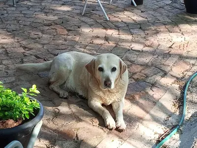 a white dog laying on a brick patio at Die Boma Eenheid in Rayton