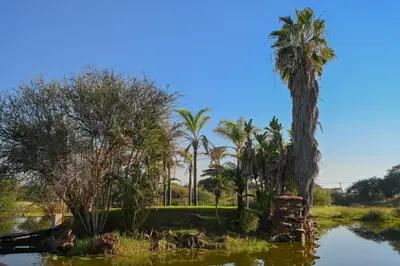 a group of palm trees next to a body of water at Pioneer lodge in Lephalale