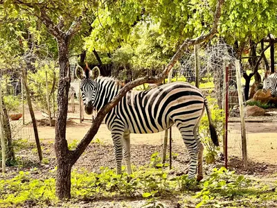 a zebra is standing next to a tree at Zaganaga Kruger Lodge in Marloth Park