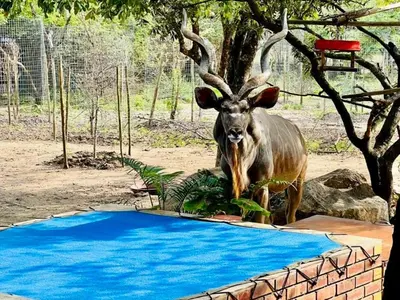 a statue of a kangaroo standing on top of a blue object at Zaganaga Kruger Lodge in Marloth Park