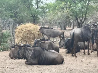 a group of animals sitting in the dirt at Zaganaga Kruger Lodge in Marloth Park