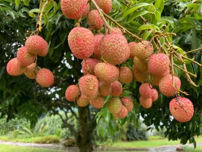 a bunch of lychees hanging from a tree at ilanda Guest House in White River