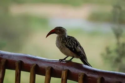a bird sitting on top of a wooden fence at Majuli River Lodge - overlooking Kruger Park in Marloth Park