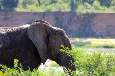 a close up of the ear of an elephant at Majuli River Lodge - overlooking Kruger Park in Marloth Park