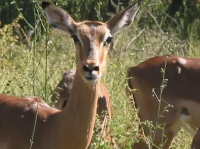 a gazelle standing in a field of grass at Majuli River Lodge - overlooking Kruger Park in Marloth Park