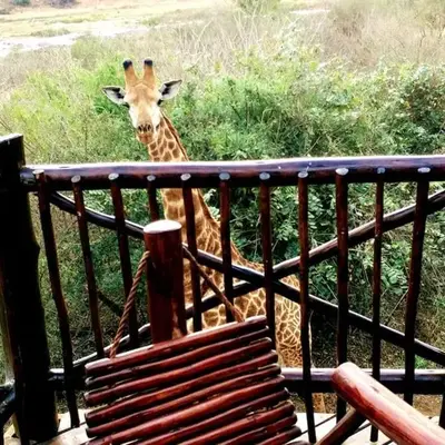 Majuli River Lodge - overlooking Kruger Park
