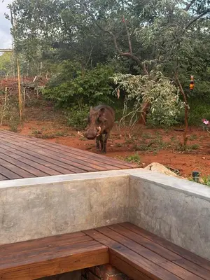a cow standing on top of a wooden deck at Pumba Lodge Hoedspruit in Hoedspruit