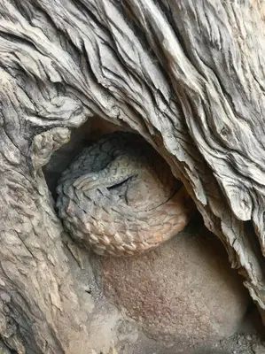 a close up of a snakes face in a tree trunk at The Eco Hut in Hoedspruit
