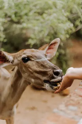 a person feeding a baby deer from a persons hand at Afri Villa Stays - Luxury Bush Villa Bird in Marloth Park